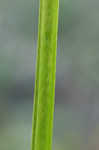 Awlfruit sedge